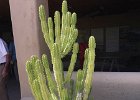 Desert Museum Himalaya Cactus